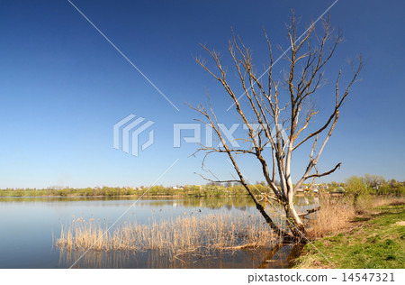 Dry tree on the shore of Lake Dry tree on the shore of Lake 14547321