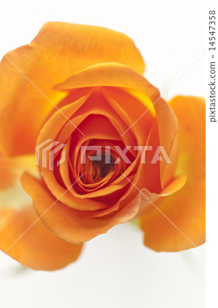 玫瑰 玫瑰 14547358