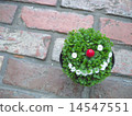 Laughing plants 14547551