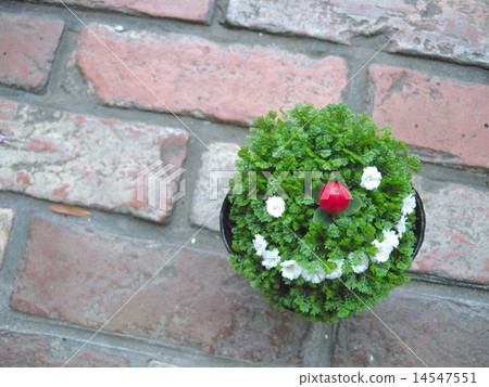 Laughing plants 14547551