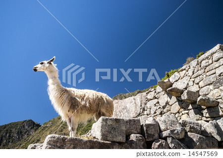 llama standing in Macchu picchu ruins 14547569
