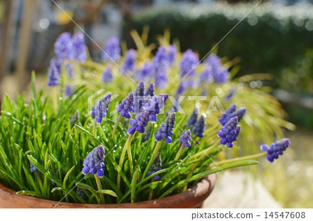 Muscari 14547608