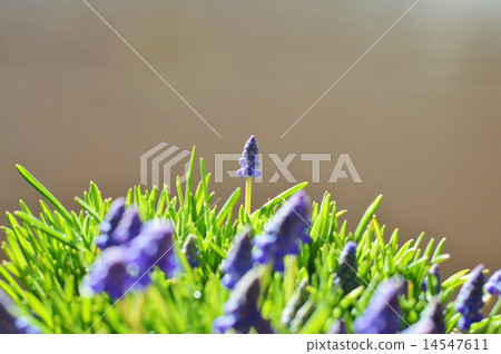 Muscari Muscari 14547611