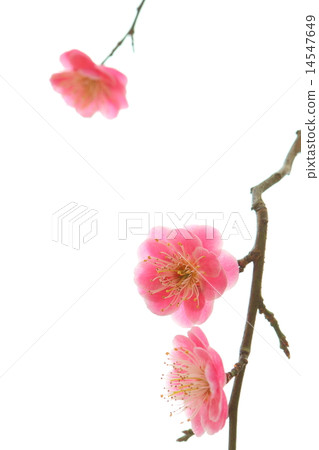 Double red flower red plum Double red flower red plum 14547649