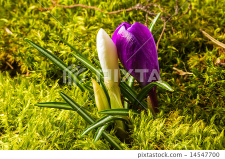 beautiful wild-growing violet and white crocus beautiful wild-growing violet and white crocus 14547700