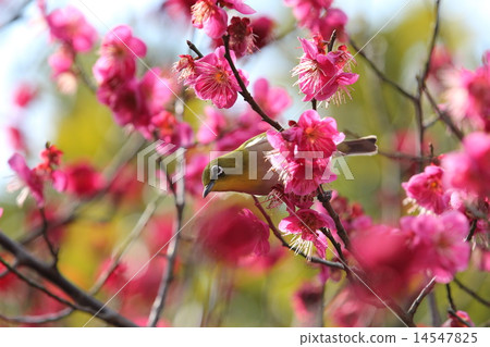 Greeting from red plum worm Greeting from red plum worm 14547825