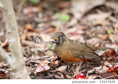 Akahara Akahara 14547826