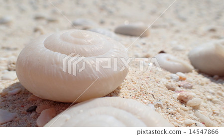 半個物種Hilo Besokata Maimai化石 14547866