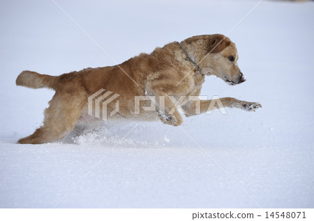 Dog playing with snow 14548071