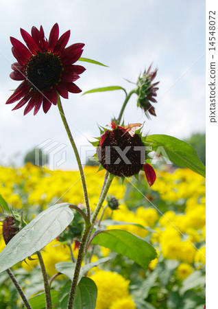 Red sunflower Red sunflower 14548072