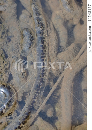 孵化蝌蚪 14548127