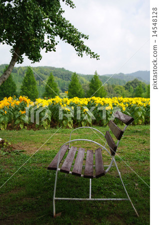 長凳和向日葵領域 14548128