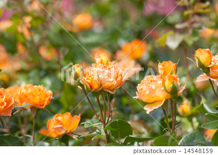 Rose garden 14548159
