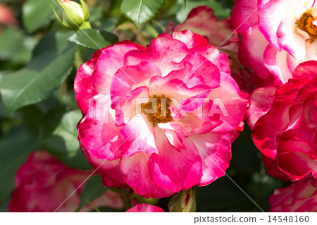 Rose garden 14548160