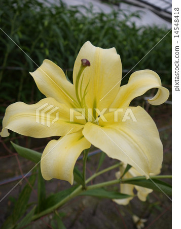 Lily 14548418