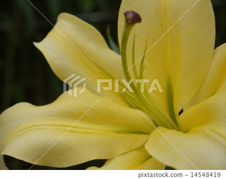 Lily 14548419