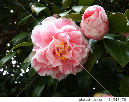 與白色斑點的俏麗的尖的花在紅色花。 14548476