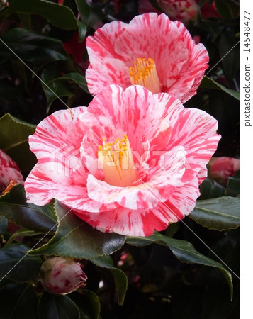 與白色斑點的俏麗的尖的花在紅色花。 14548477