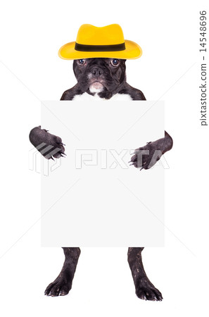 French Bulldog in yellow hat 14548696