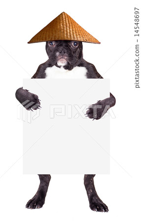 french bulldog wearing a hat 14548697