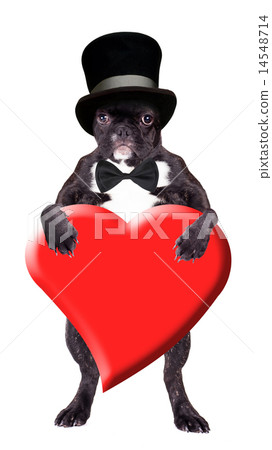 French bulldog in a black hat 14548714