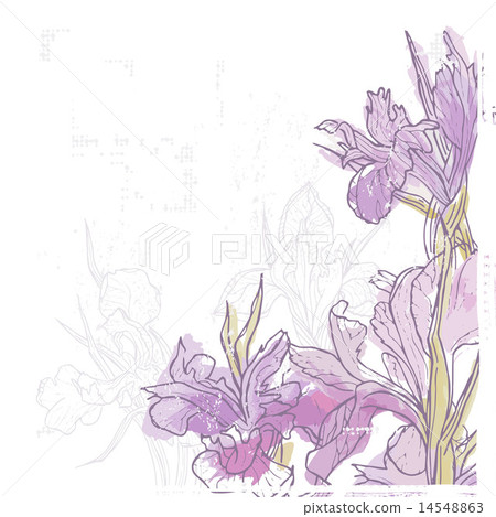 Hand drawn retro card with  iris  flowers 14548863