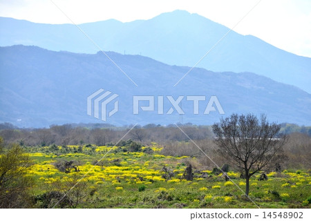 Rape blossoms blooming Yoshinogawa Nakasu and Takoshikoshi 14548902