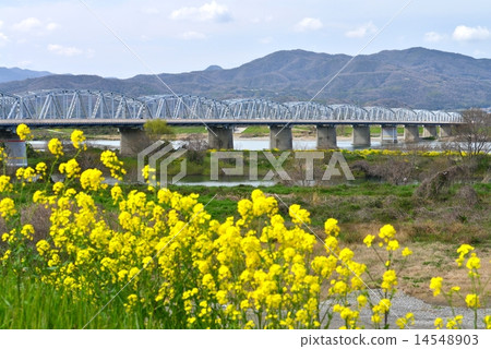 Awa Chuo Bridge (glasses bridge) and rape blossoms Awa Chuo Bridge (glasses bridge) and rape blossoms 14548903
