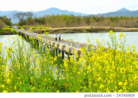 春天定居橋（川島橋）4（朝聖者） 14548909