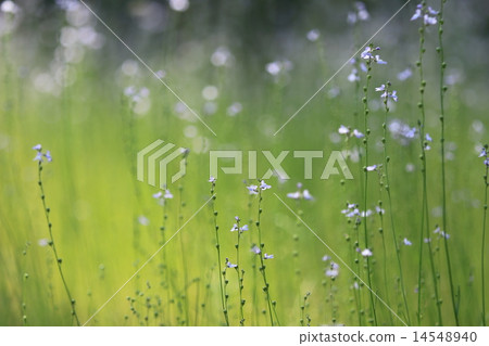 Matsubaun Run 14548940