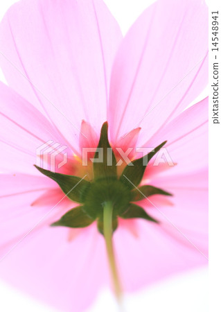 Cosmos Cosmos 14548941