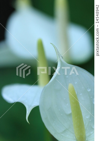 Supatifiramu 14548942