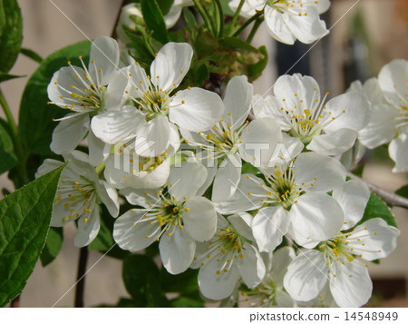 Spring blossom apple tree 14548949