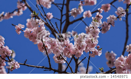 Flowering branch of Sakura. (Cherry blossoms) Flowering branch of Sakura. (Cherry blossoms) 14548971