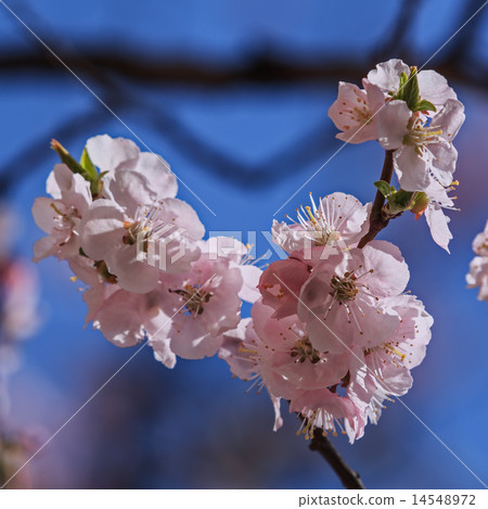 Flowering branch of Sakura. (Cherry blossoms) Flowering branch of Sakura. (Cherry blossoms) 14548972