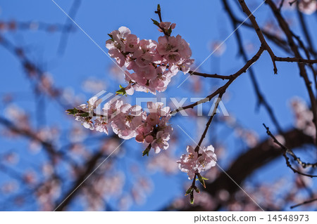 Flowering branch of Sakura. (Cherry blossoms) 14548973