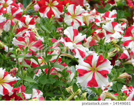 Blossoming flower bed 14549081