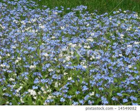 Blossoming flower bed 14549082