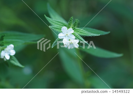 I say purple purple, but the flowers are white. 14549322