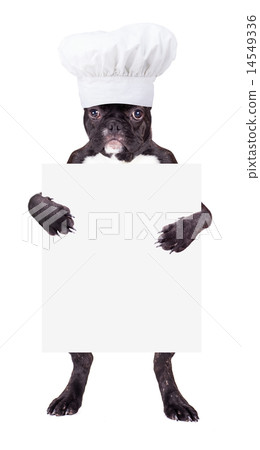 French bulldog in a chef's hat 14549336