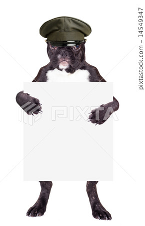 French Bulldog in khaki hat 14549347