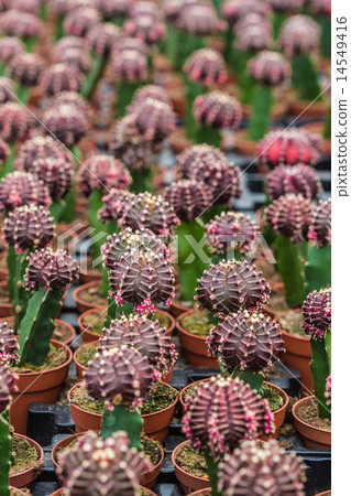 cactuses growing in pots 14549416