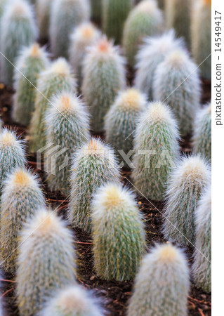 number cactuses growing in pots 14549417