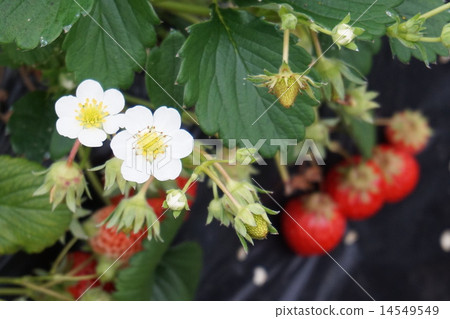 Strawberry farm 14549549