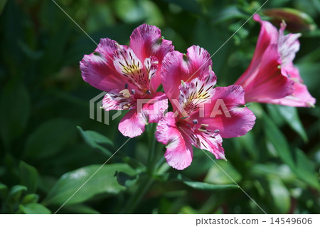 我叫Yuri Naruzen Alstroemeria。 我叫Yuri Naruzen Alstroemeria。 14549606