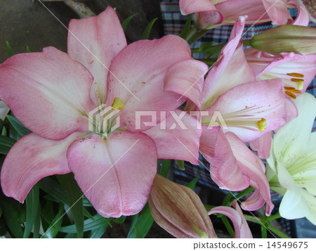 Rosy red big lilly bouquet 14549675