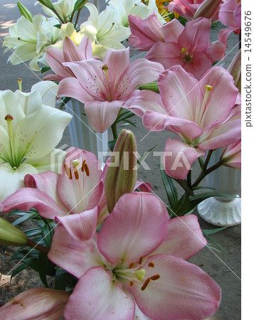 Rosy red big lilly bouquet 14549676