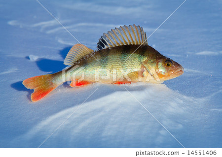 Big fish perch on blue ice . Big fish perch on blue ice . 14551406