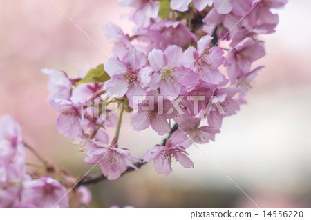 河津櫻花 河津櫻花 14556220