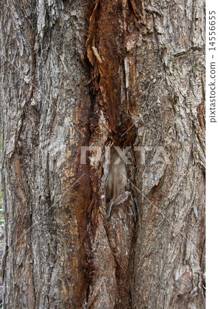 old bark textured surface background old bark textured surface background 14556655